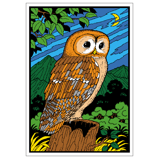 Tawny Owl image