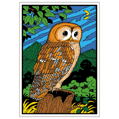 Tawny Owl image